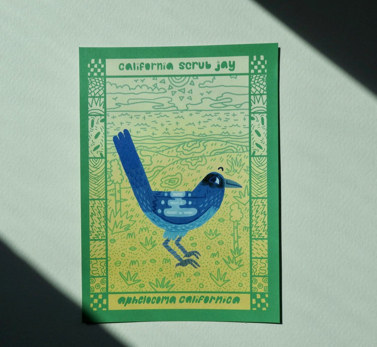 California Scrub Jay Postcard