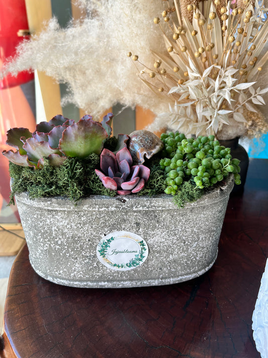 Grey planter with living succulents