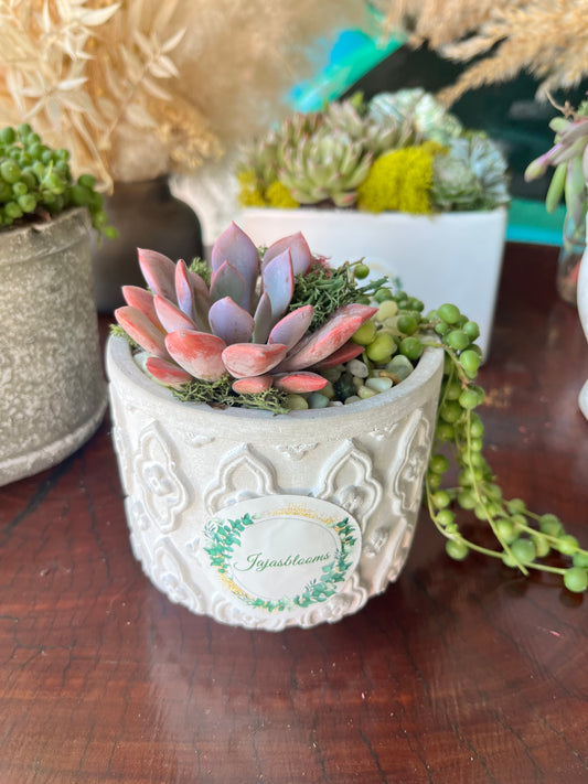 Small planter with living succulents