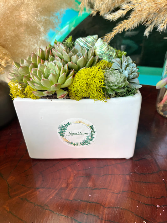 Smooth planter with living succulents