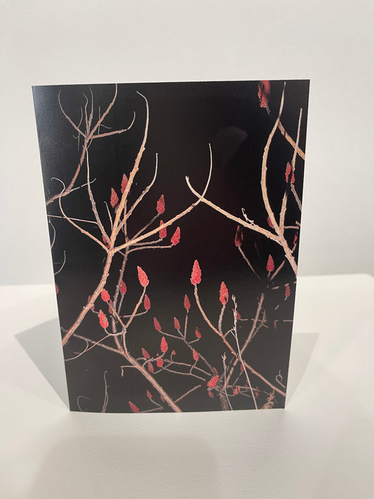 Red Summer Flower Greeting Card