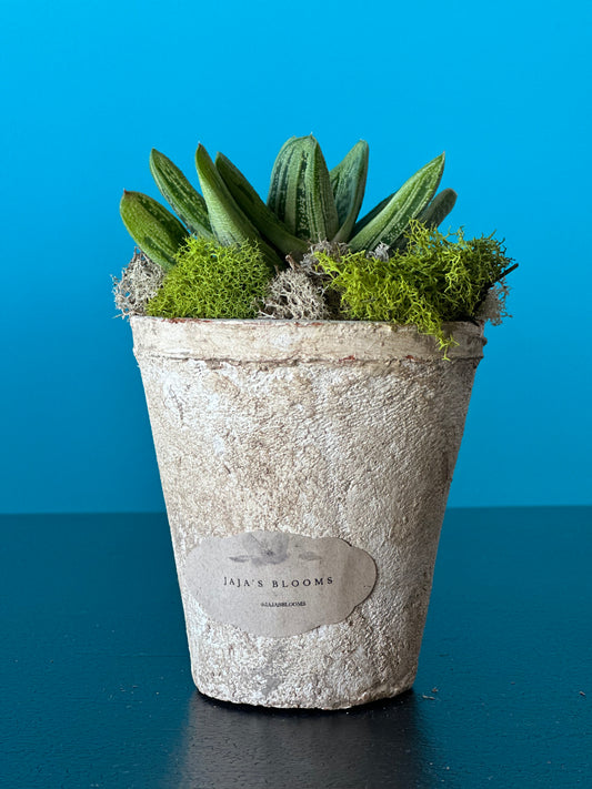 Stone Pots w/ 3 succulents