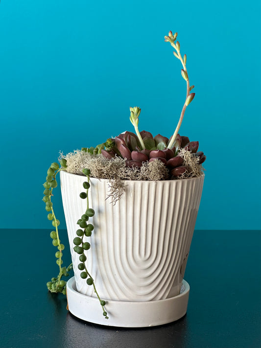 Medium white pot w/ 4 succulents